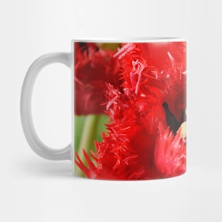 Tulipa  &#39;Barbados&#39;  Fringed Group  Tulip Mug